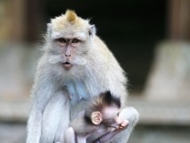 Ubud a rýžová pole